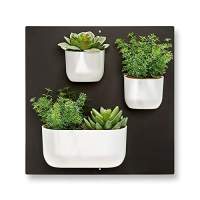 WishOf.Me - Wandgarten - Magnetischen Pflanzentöpfe für die Wand